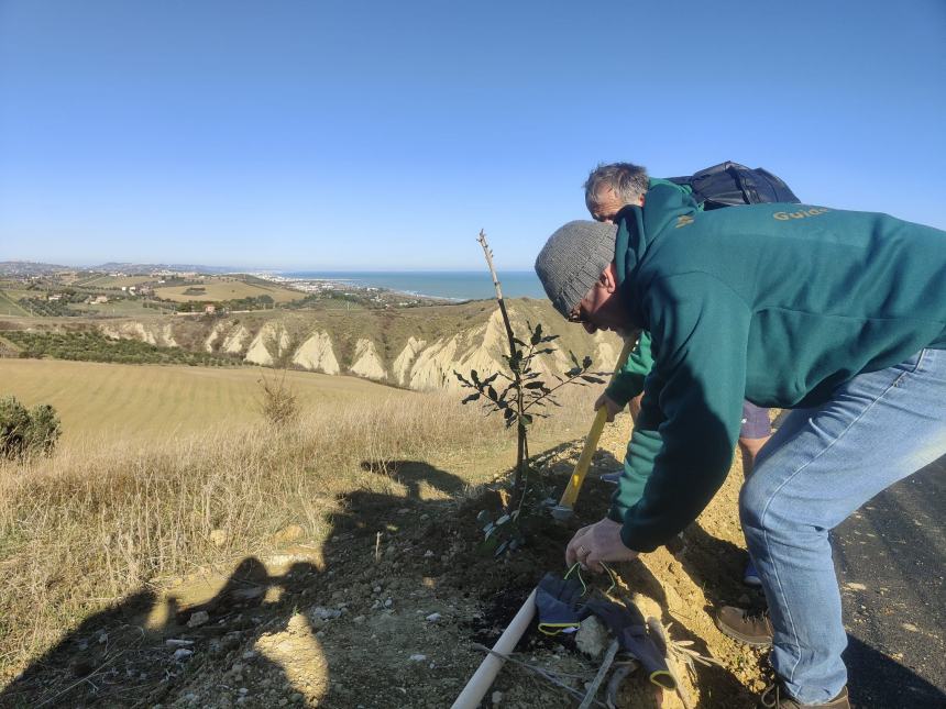 Volontari del Borsacchio proseguono con successo il progetto alberi e la cura del territorio