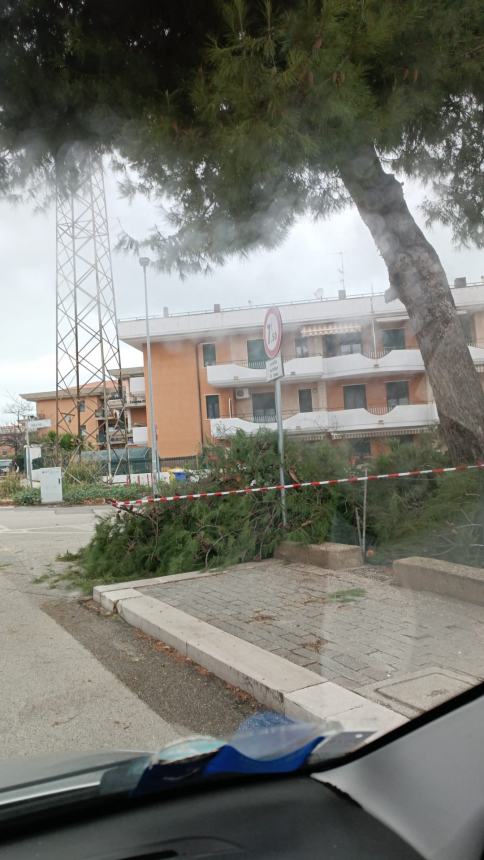 Il ramo caduto in via Venezia