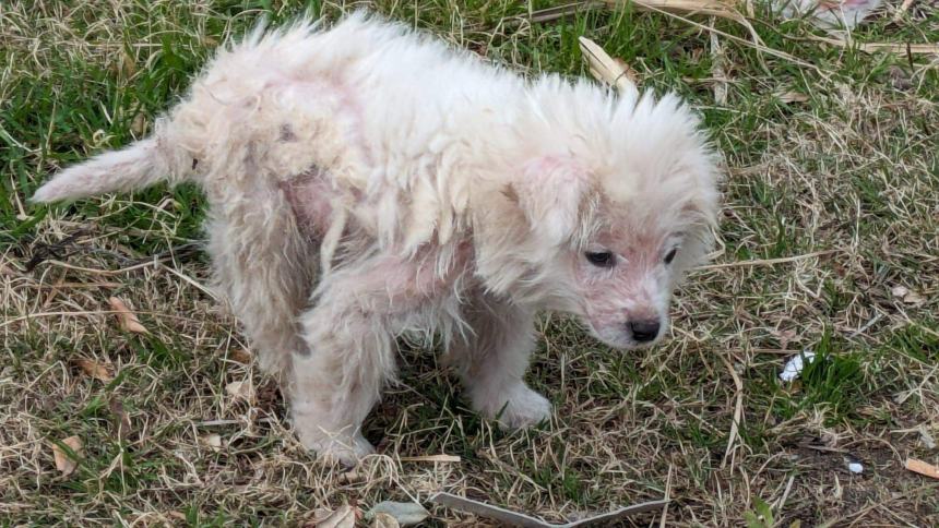 «Troppi cani abbandonati a Campomarino lido»