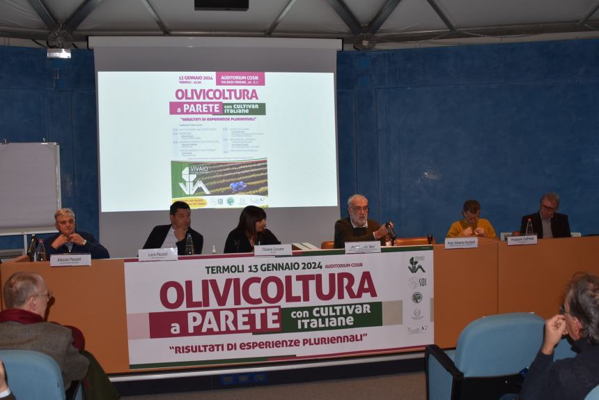 Olivicoltura a parete: confronto al Cosib