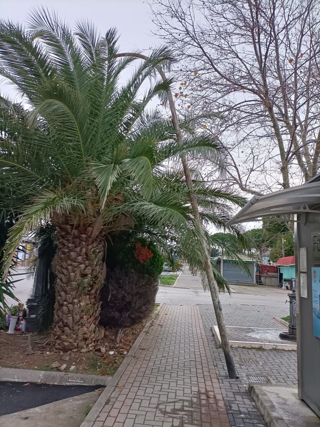 "Al Terminal bus di Vasto palo della luce pericolante, fate attenzione"