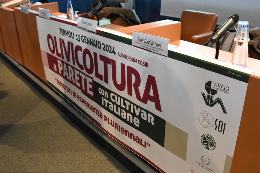 Olivicoltura a parete: confronto al Cosib