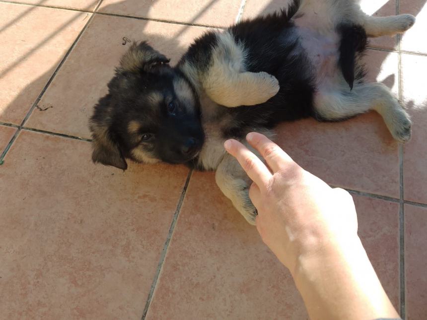 «Troppi cani abbandonati a Campomarino lido»