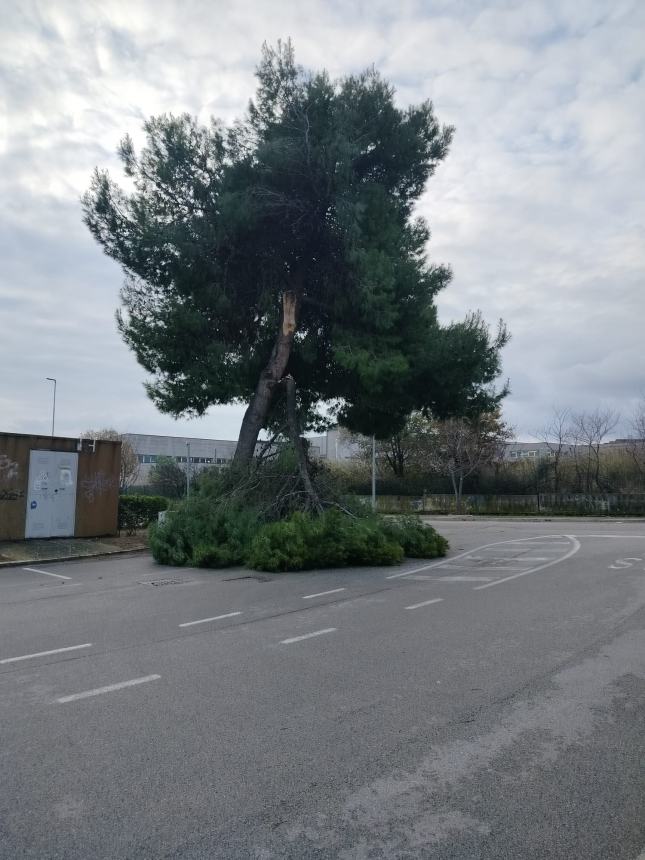 Il ramo caduto in via Venezia