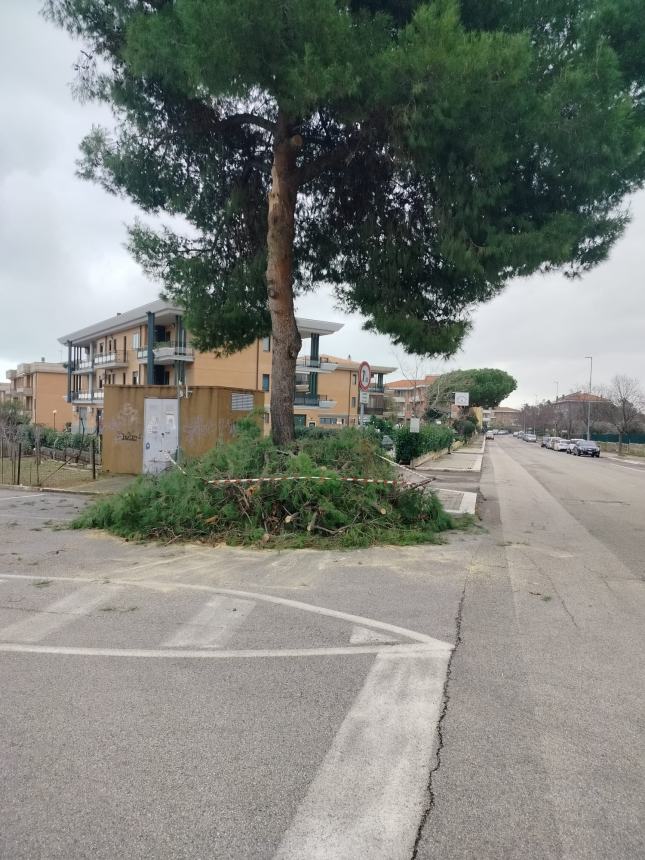 Il ramo caduto in via Venezia