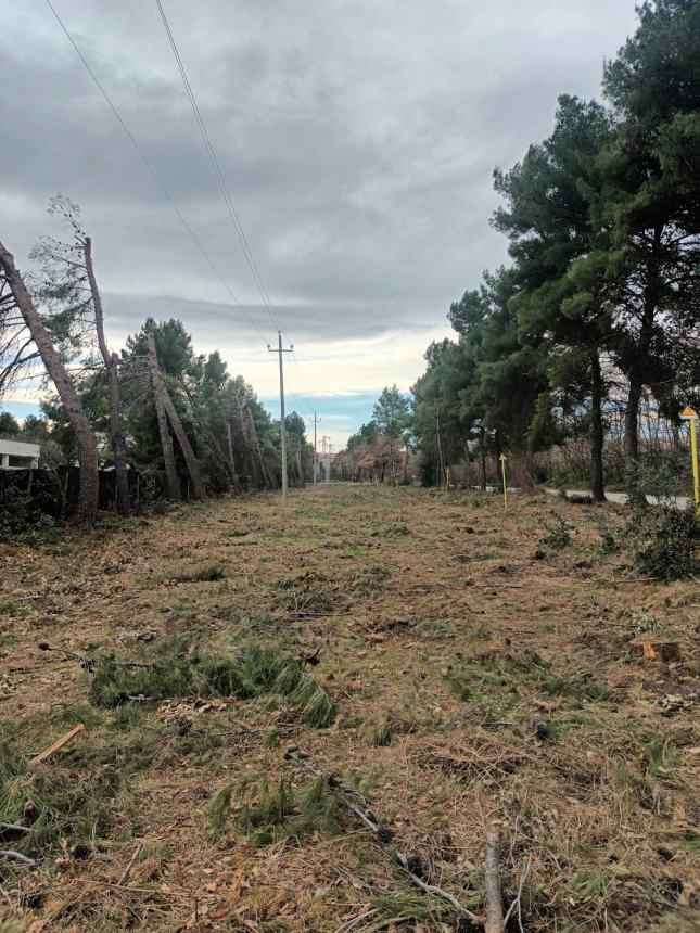 “Centinaia di piante tagliate alla pineta della zona industriale di San Salvo”