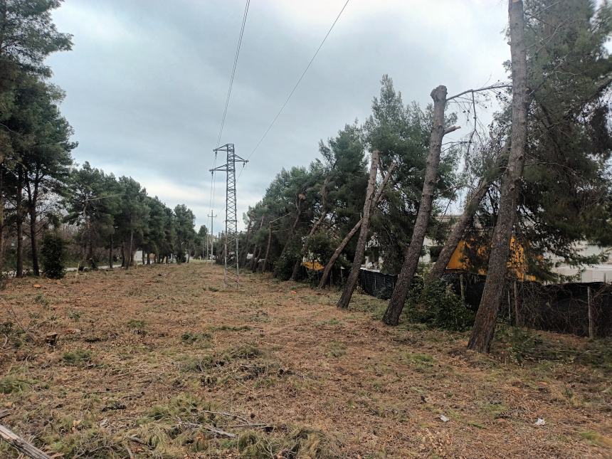 “Centinaia di piante tagliate alla pineta della zona industriale di San Salvo”