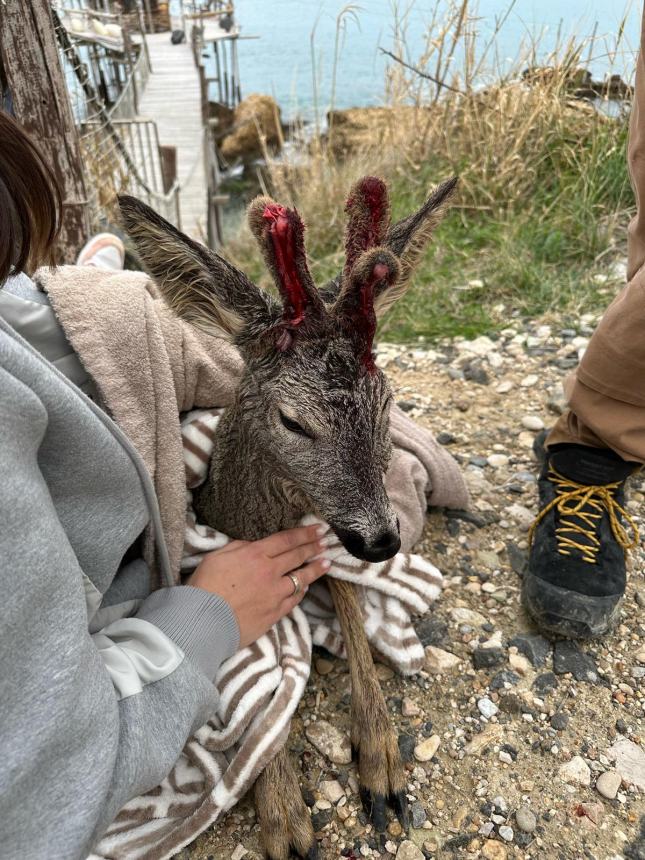 Capriolo ferito finisce in mare: un 14enne di Fossacesia si tuffa e lo salva