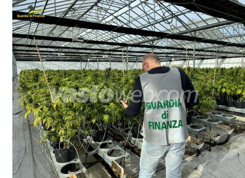 Sequestrate 13mila piante di canapa in un vivaio in Abruzzo