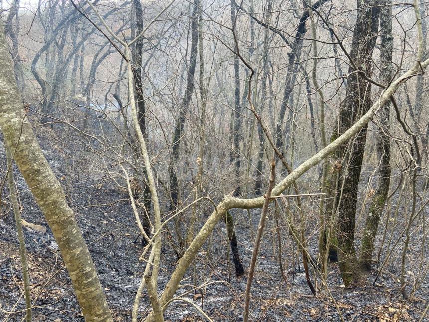 Sottobosco in fiamme al Convento di Sant'Antonio a San Buono