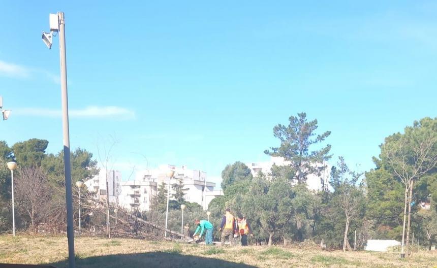 Sicurezza pubblica, a Vasto al via la potatura di oltre 600 alberi