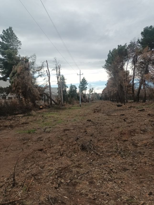 “Centinaia di piante tagliate alla pineta della zona industriale di San Salvo”