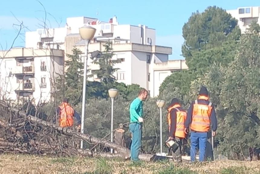 Sicurezza pubblica, a Vasto al via la potatura di oltre 600 alberi