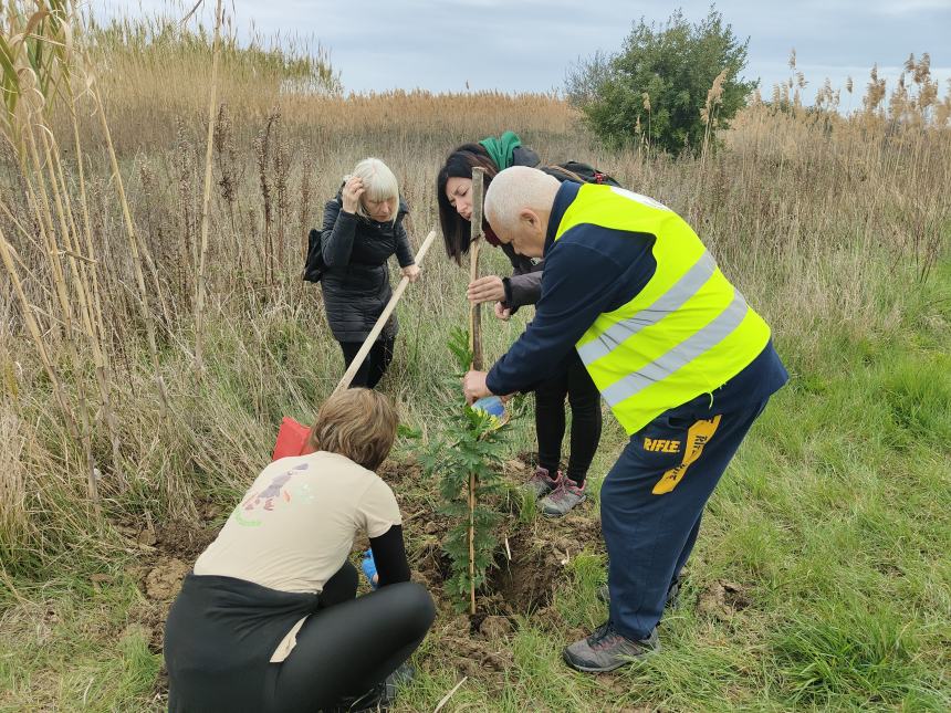 Riserva Borsacchio, due mimose messe a dimora lungo la Ciclo Pedonale