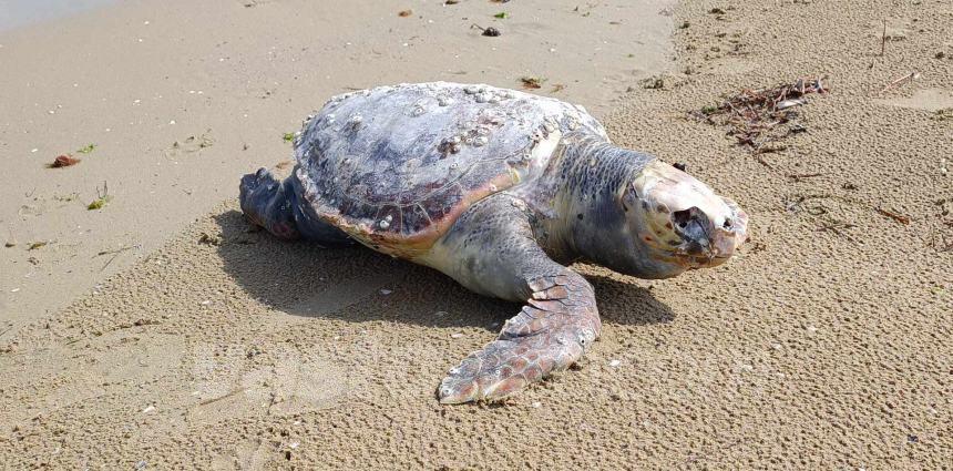 Tartaruga trovata morta sulla spiaggia di Vasto Marina