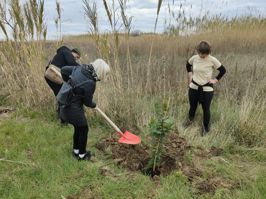 Riserva Borsacchio, due mimose messe a dimora lungo la Ciclo Pedonale