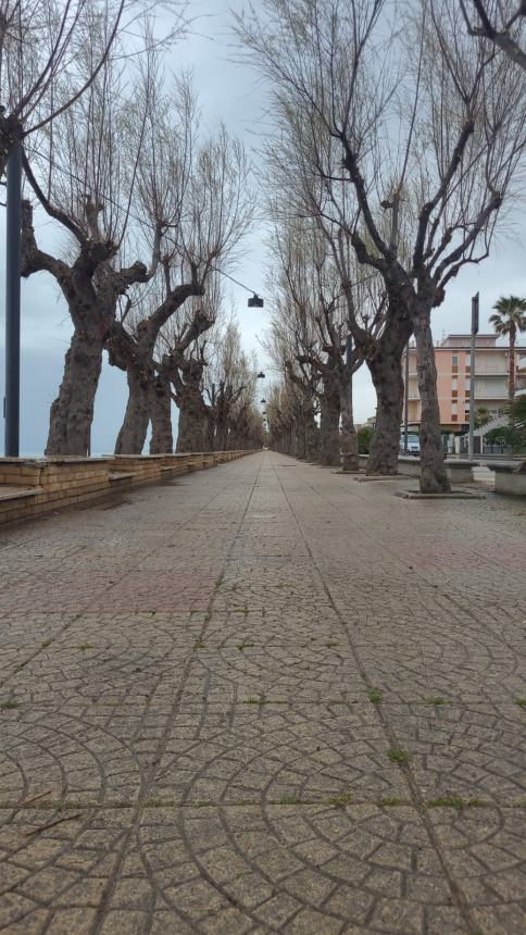 Al via la potatura degli alberi sul lungomare di Fossacesia Marina