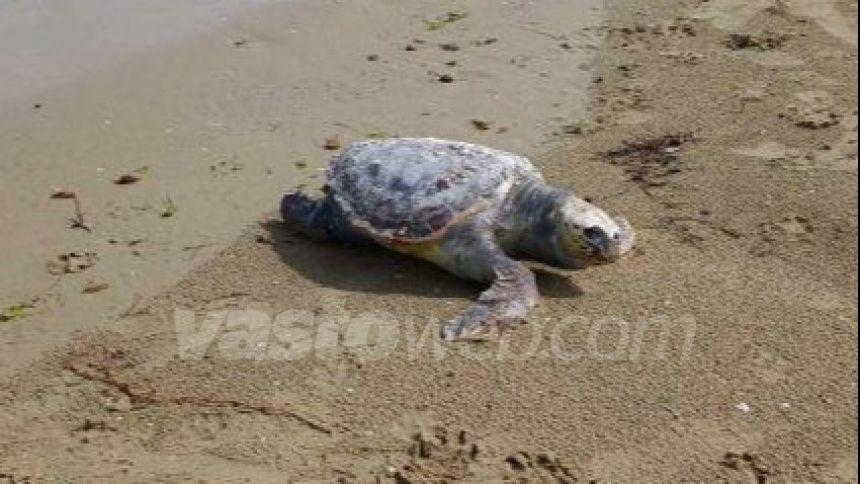 Tartaruga trovata morta sulla spiaggia di Vasto Marina