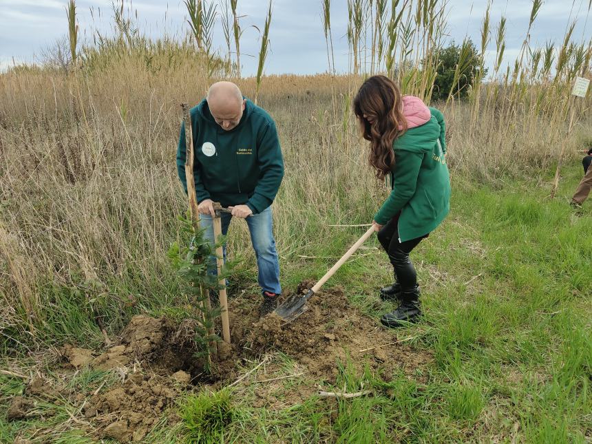 Riserva Borsacchio, due mimose messe a dimora lungo la Ciclo Pedonale