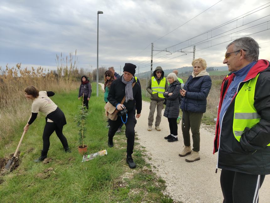 Riserva Borsacchio, due mimose messe a dimora lungo la Ciclo Pedonale