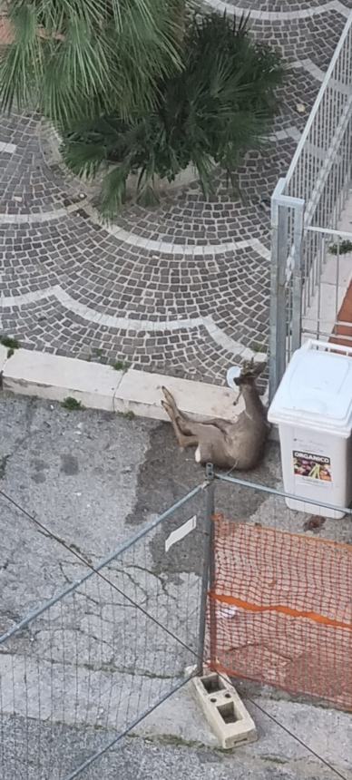 In attesa del veterinario