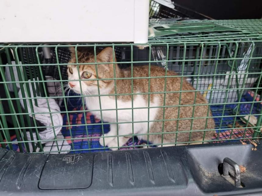 Gatti salvati e curati dai volontari di Amici di Zampa: "Alcuni denutriti e pieni di ferite" 