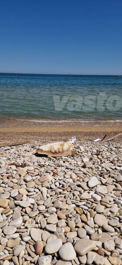 Tartaruga trovata senza testa sulla spiaggia di Casalbordino Lido