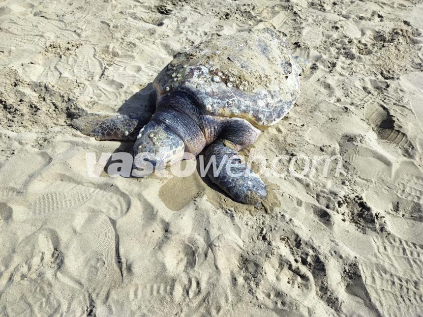 Tartaruga spiaggiata a Vasto Marina, la carcassa sarà recuperata dal Centro studi cetacei