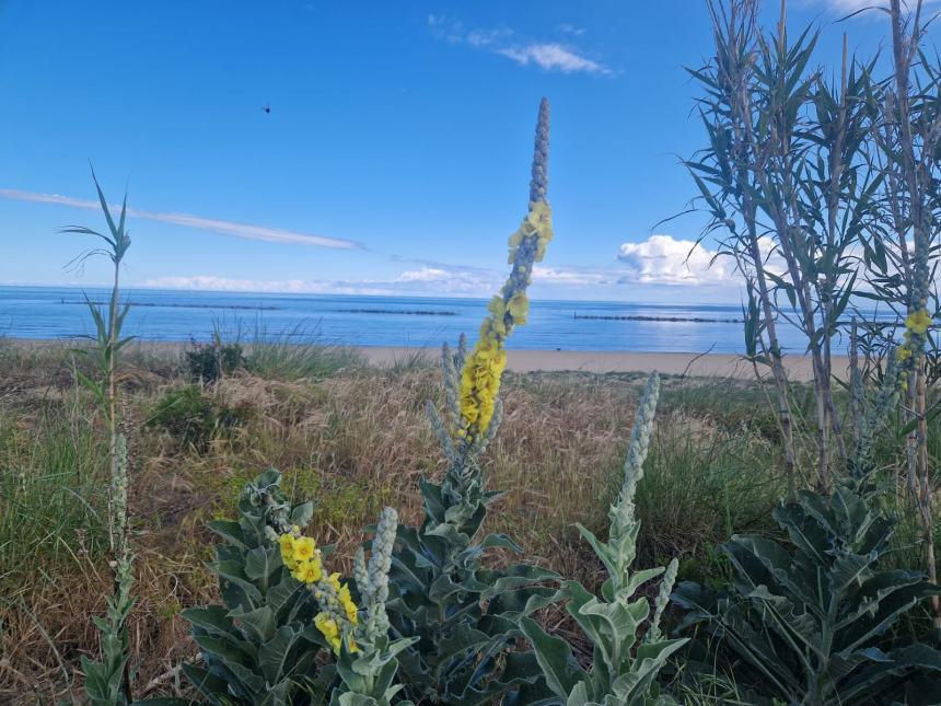 Cavalieri Angioini di Colletorto sulla spiaggia di Termoli