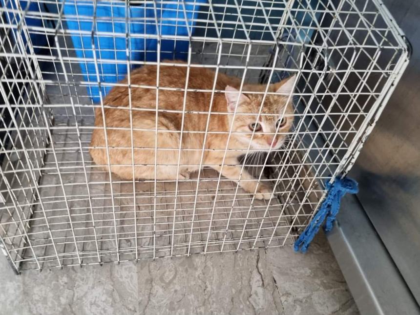 Gatti salvati e curati dai volontari di Amici di Zampa: "Alcuni denutriti e pieni di ferite" 