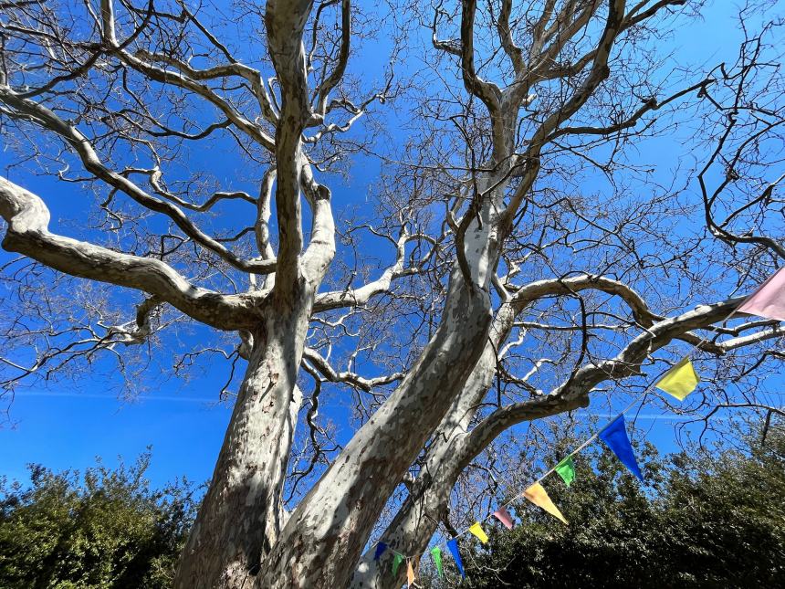 All'ombra del platano monumentale la festa della primavera