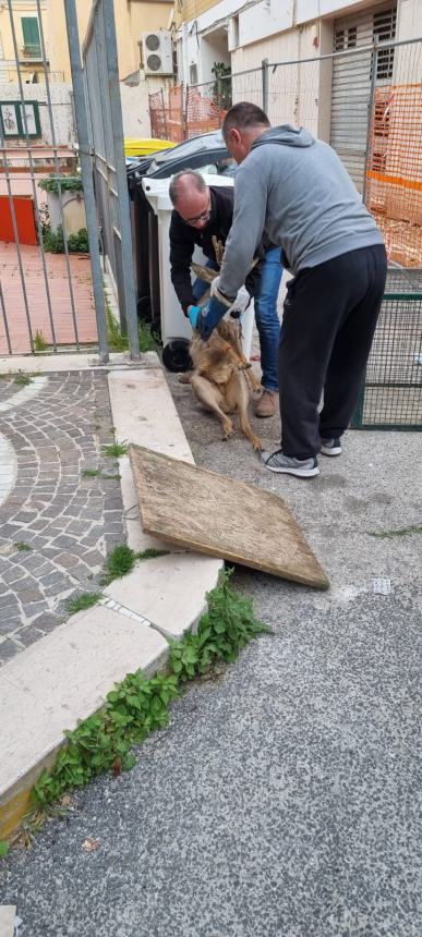 L'arrivo del veterinario