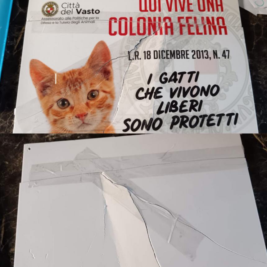 Aggredisce volontaria di una colonia felina e rompe il cartello: uomo denunciato per lesioni