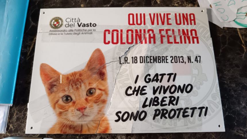 Aggredisce volontaria di una colonia felina e rompe il cartello: uomo denunciato per lesioni