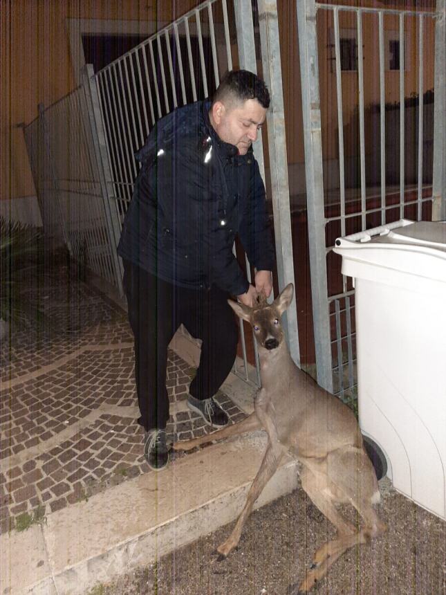 Massimiliano soccorre il capriolo