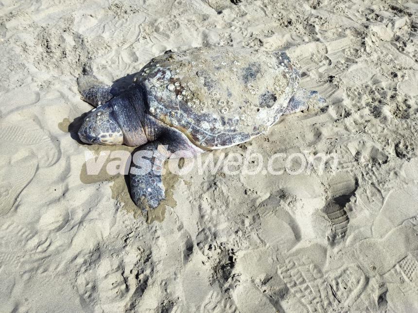 Tartaruga spiaggiata a Vasto Marina, la carcassa sarà recuperata dal Centro studi cetacei