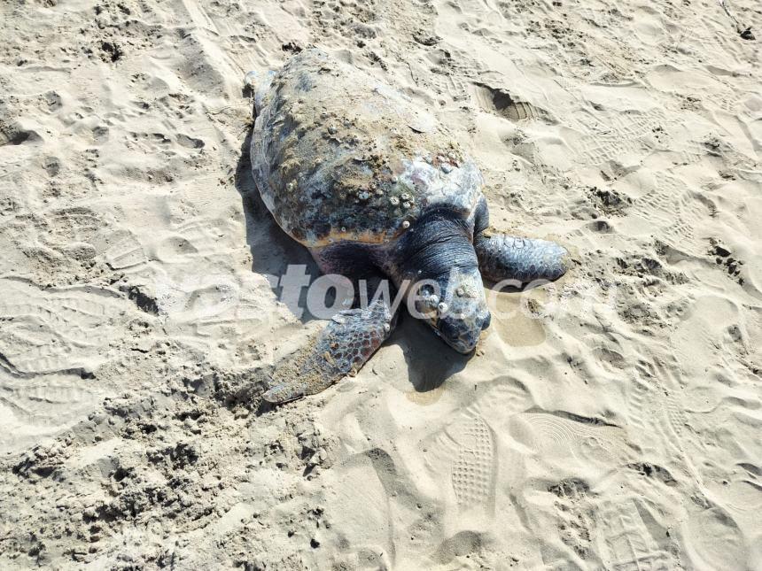 Tartaruga spiaggiata a Vasto Marina, la carcassa sarà recuperata dal Centro studi cetacei