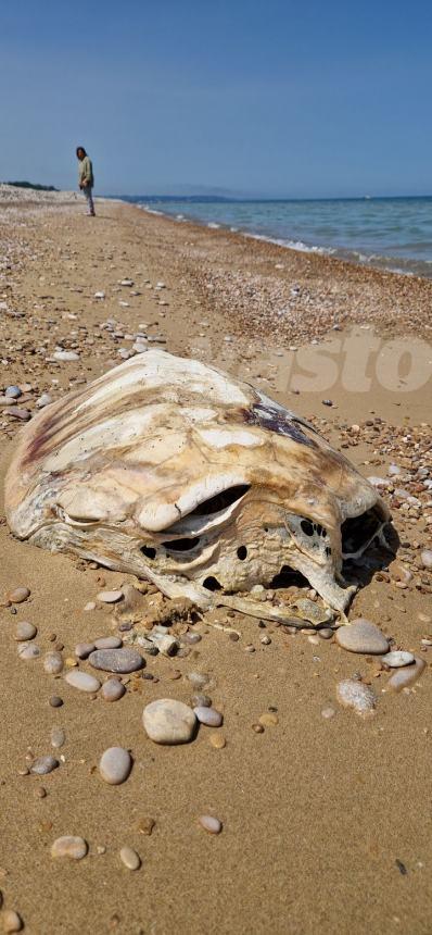 Tartaruga trovata senza testa sulla spiaggia di Casalbordino Lido