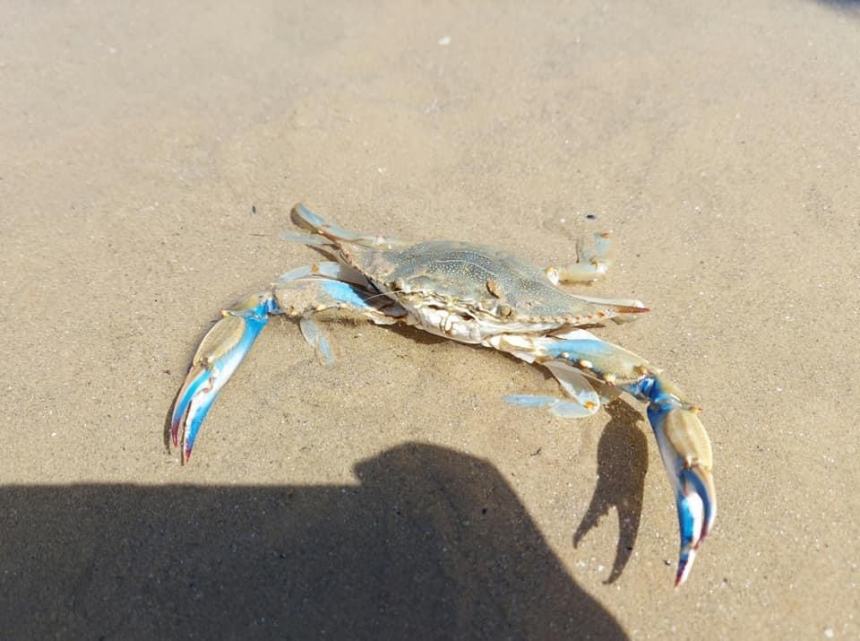 Granchio blu sulla spiaggia di Vasto Marina: “Ci ha fatto sobbalzare dalla paura”