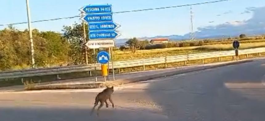 Lupo sulla Statale 16 a Vasto: “Ero in macchina ed è andato verso San Lorenzo”