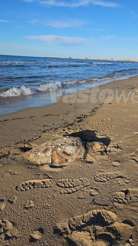 Ennesima tartaruga morta a Vasto, carcassa rinvenuta sulla spiaggia di Punta Penna