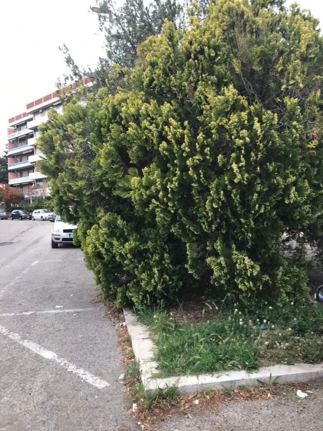 Il verde urbano a Termoli, nelle immagini diffuse da Daniela Decaro