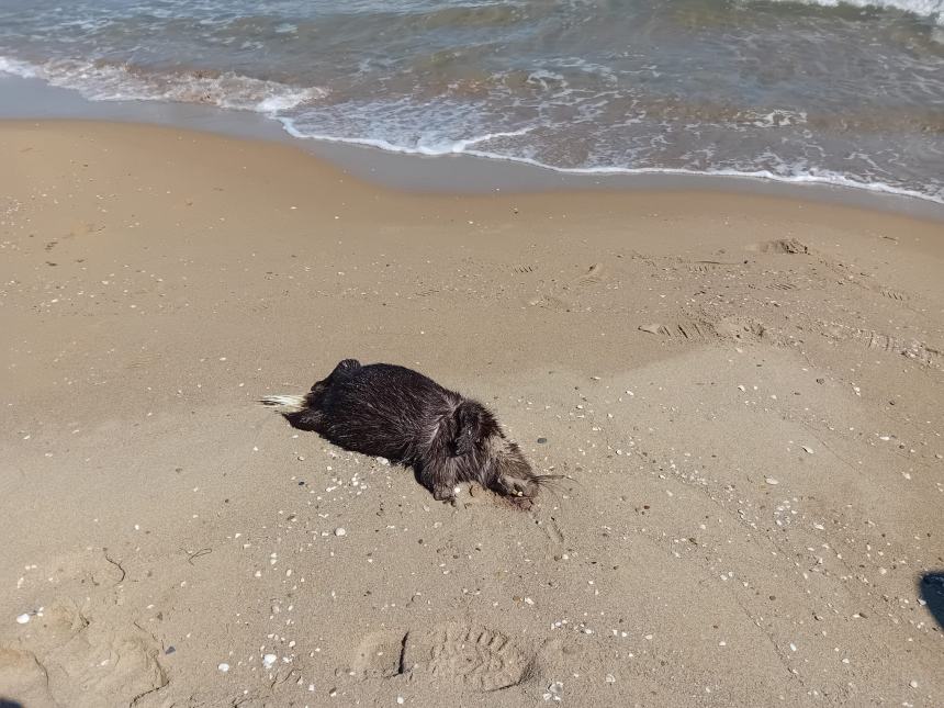 La carcassa di nutria sulla spiaggia di Termoli 