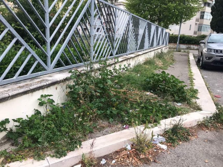 Il verde urbano a Termoli, nelle immagini diffuse da Daniela Decaro