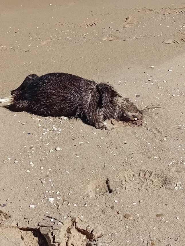 La carcassa di nutria sulla spiaggia di Termoli 