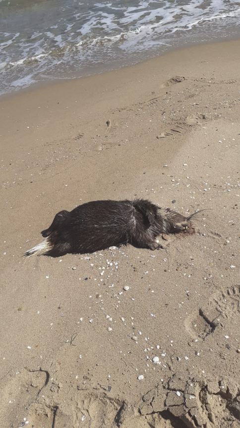 La carcassa di nutria sulla spiaggia di Termoli 