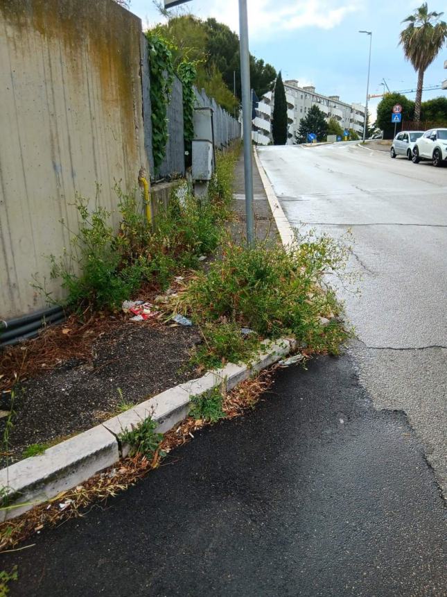 Il verde urbano a Termoli, nelle immagini diffuse da Daniela Decaro