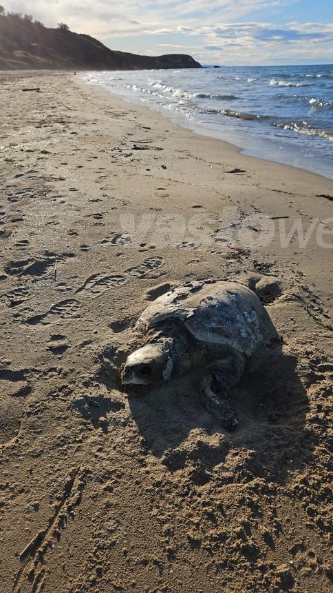 Ennesima tartaruga morta a Vasto, carcassa rinvenuta sulla spiaggia di Punta Penna