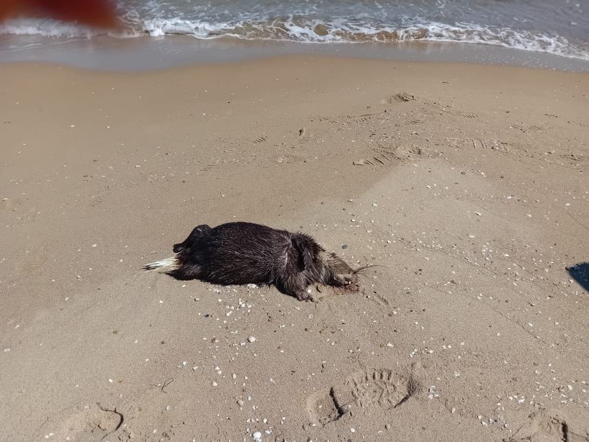 La carcassa di nutria sulla spiaggia di Termoli 