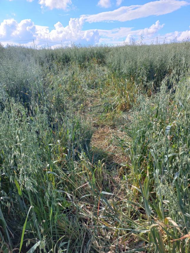 Campo di avena devastato dai cinghiali 